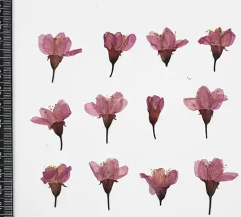 250шт 2-3 см прессованных высушенных вишневых цветов Гербарий цветов Сакуры Для изготовления ювелирных изделий из эпоксидной смолы, Макияж для лица, дизайн ногтей DIY